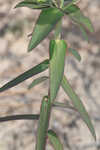 Greater Florida spurge